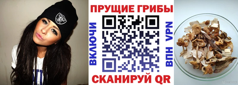 Купить  Яровое  Галлюциногенные грибы MAGIC MUSHROOMS 